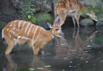 Pair of Sitatunga Standing in Water at the Artis Royal Zoo