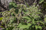 Pale Green Flower Buds