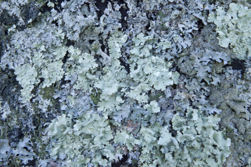 Pale-Green Lichens at Boyce Park
