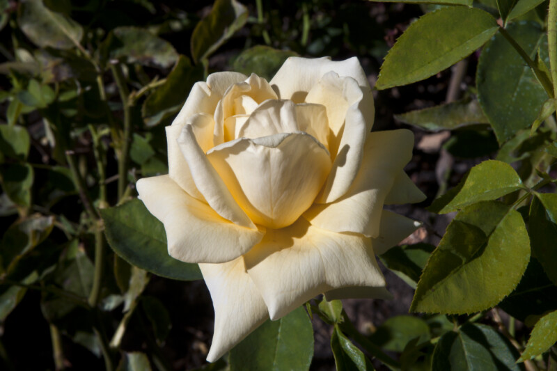 Pale Yellow Flower of a "Helmut Schmidt" Hybrid Tea Rose