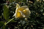 Pale Yellow 'New Day' Rose Flower at Capitol Park in Sacramento