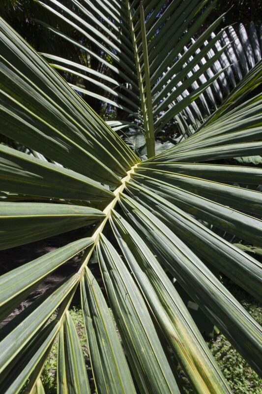 Palm (Chambeyronia macrocarpa) Frond