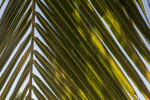 Palm Frond Close-Up