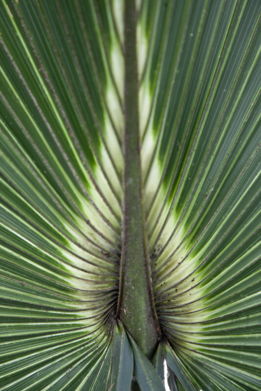 Palm Frond Close-Up