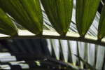 Palm Frond Close-Up