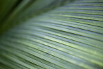 Palm Frond Texture
