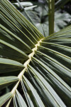 Palm Frond Up Close