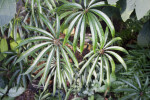 Palm Leaf Begonia