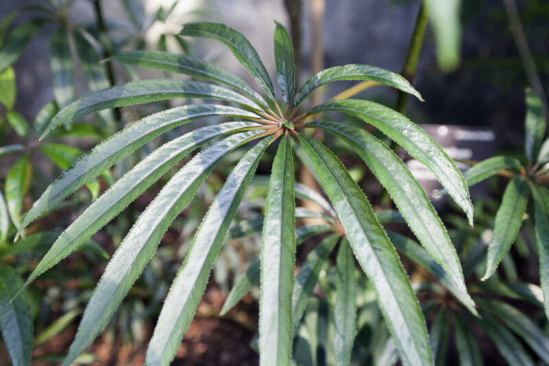 Palm Leaf Begonia Detail