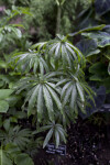 Palm Leaf Begonia