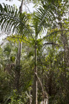 Palm Tree Along Big Cypress Bend Boardwalk