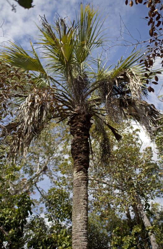 Palm Tree at Mahogany Hammock of Everglades National Park