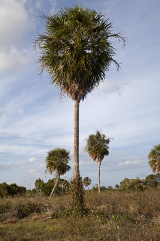 Palm Tree at the Flamingo Campgrounds of Everglades National Park