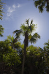Palm Tree (Coccothrinax sp.)