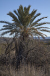 Palm Tree Growing Along the Chihuanhuan Desert Trail of Big Bend National Park