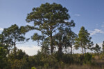 Palm Tree Under Pine Tree