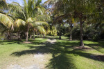 Palm Trees Casting Shadows