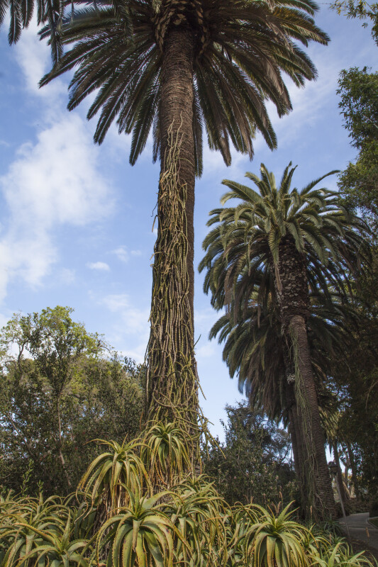 Palm Trees Growing Amongst a Number of Aloe Plants at the Rancho Los Alamitos Historic Ranch and Gardens
