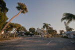 Palm Trees Leaning over an Intersection