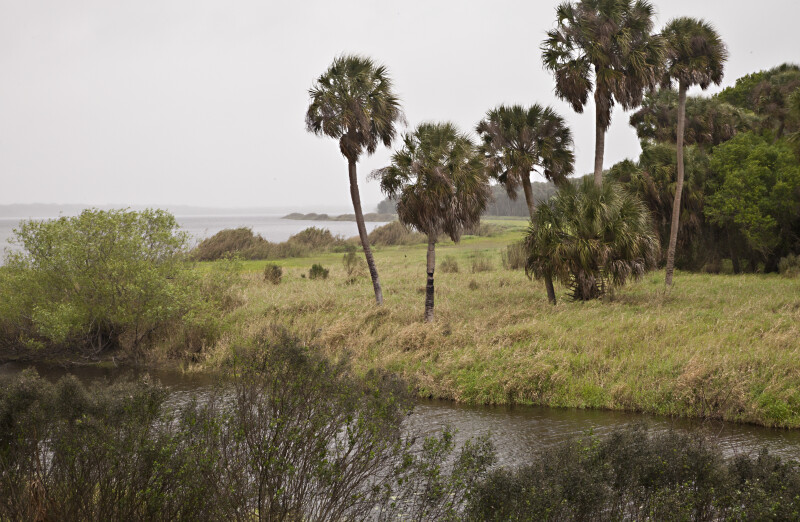 Palm Trees, Shrubs, and Grass at Myakka River State Park