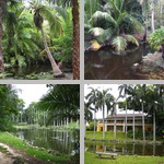 Palm Trees photographs