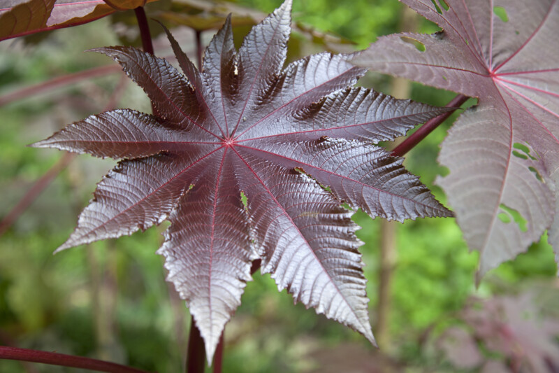 Palmate, Glossy, Toothed, Deep-Purple Castor Oil Plant Leaf