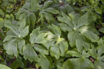 Palmate, Green Leaves of a Mayapple Plant
