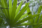 Palmate Saw Palmetto Leaf Close-Up