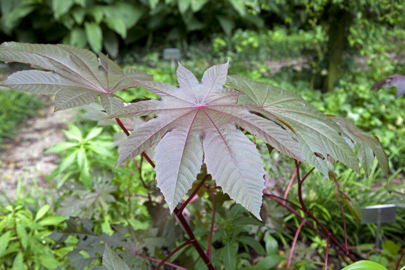 Palmate, Toothed Castor Oil Plant Leaves