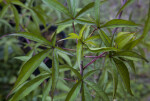 Palmately-Compound, Green Swamp Hibiscus Leaves