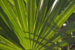 Palmetto Fronds