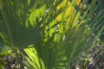 Palmetto