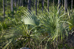 Palmettos and Pines