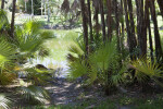 Palmettos Near a Pond