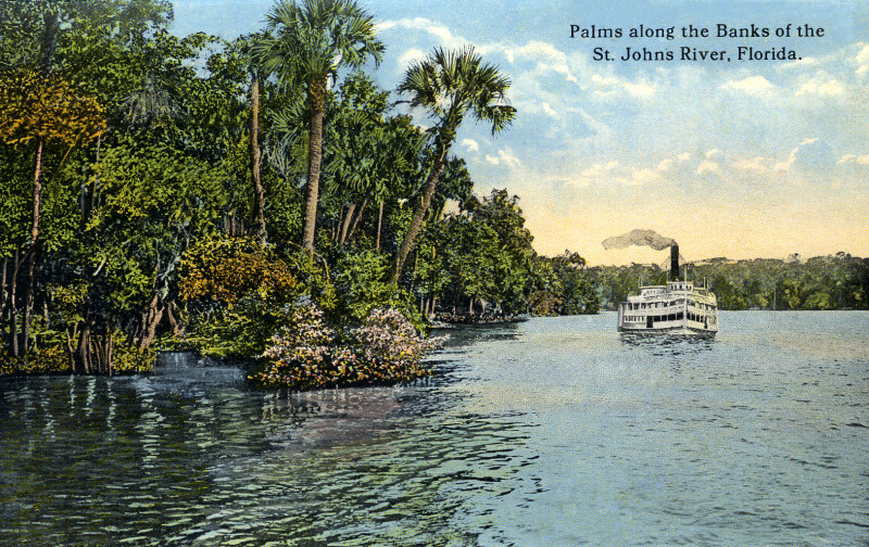 Palms along the Banks of the St. Johns River