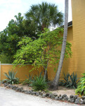 Palms and Aloe Plants