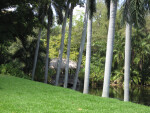 Palms and Bridge