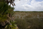 Palms and Everglades