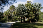 Palms and Palmettos