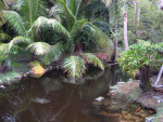 Palms by Water