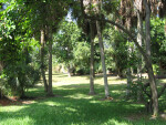 Palms in the Grass