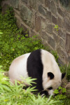 Panda Near Wall