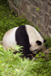 Panda Searching