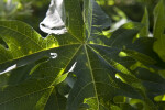 Papaya Leaf Close-Up