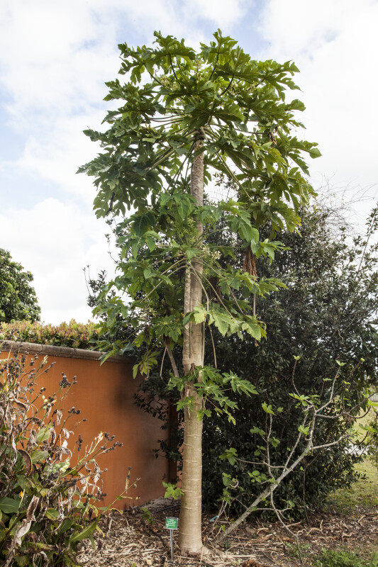 Papaya Tree Near a Wall at The Fruit and Spice Park