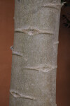 Papaya Tree Trunk