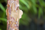Paperbark Maple Bark
