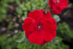 Paprika Floribunda-Rose