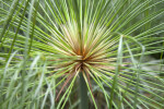 Papyrus Leaves Extending from a Stem