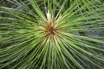 Papyrus Plant Cluster Close-Up